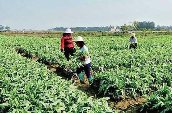 广西今年粮食面积单产总产预计“三增长”