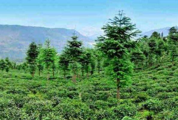 2024年各类草种产量超7万吨 我国林草种质资源保护利用取得积极进展