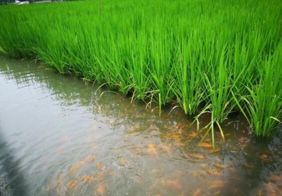 国家标准化委员会发布三项稻田重金属治理国家标准