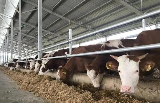 我国农垦系统奶牛养殖水平接近发达国家