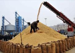 黑龙江省启动最低价收购稻谷工作